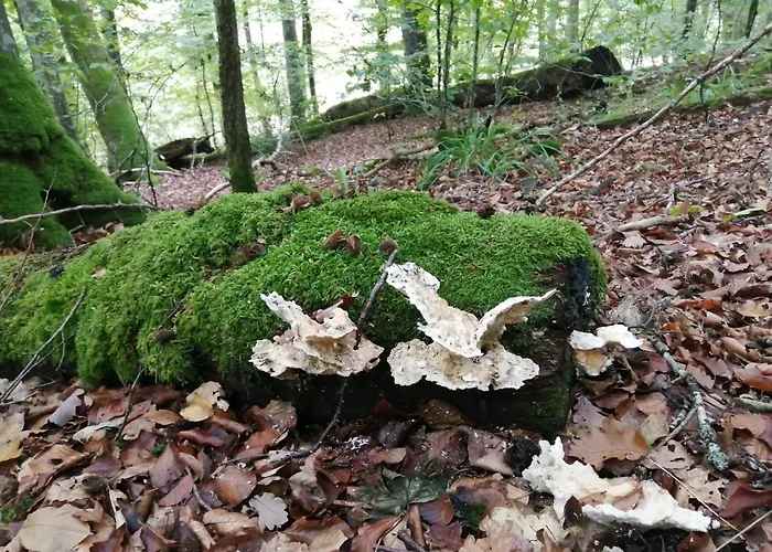 De Boerderij Oda ve Kahvaltı 3*